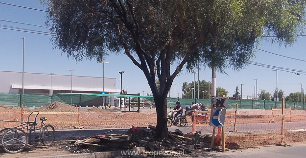 Árbol que resulto quemado tres ser alcanzado por las llamas de basura quemada por desconocidos