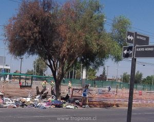 Por incendio de basura árbol resulto quemada 