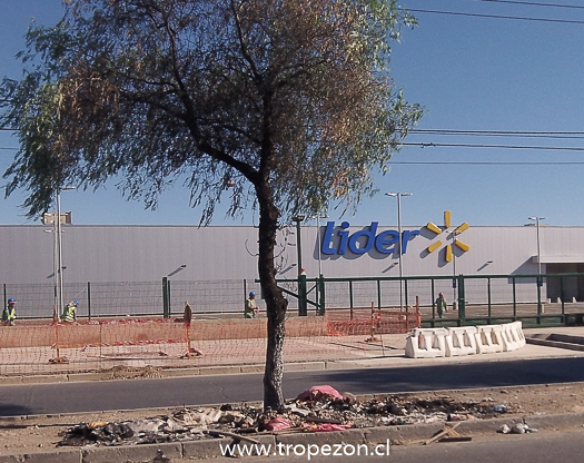 Árboles frente a supermercado de Pudahuel resultaron quemados por desconocidos