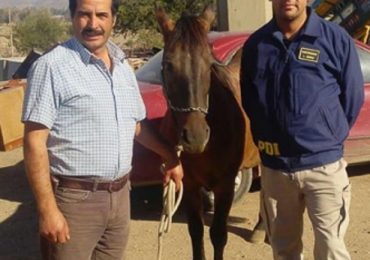 Roban caballo en el sur y lo encuentran en Pudahuel rural