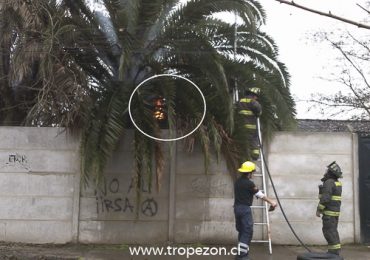 Palmera se incendia en dos ocasiones al interior de ex recinto policial en Cerro Navia