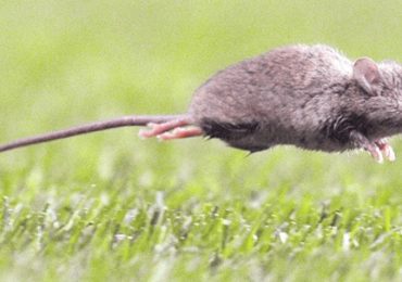 Cuidado con el Hantavirus, puede provocar la muerte