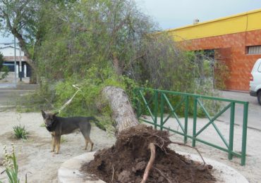 Árbol cae en plaza pública de Pudahuel por efecto de fuertes vientos
