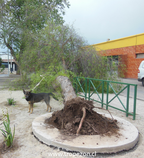 Árbol cae en plaza pública de Pudahuel por efecto de fuertes vientos