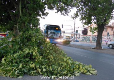 Cae rama de árbol en Teniente Cruz con Puerto Príncipe y pone en riesgo a conductores en Pudahuel