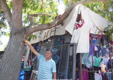 Estructura metálica ayuda a evitar la caída de un árbol sobre los clientes del persa Teniente Cruz, en Pudahuel