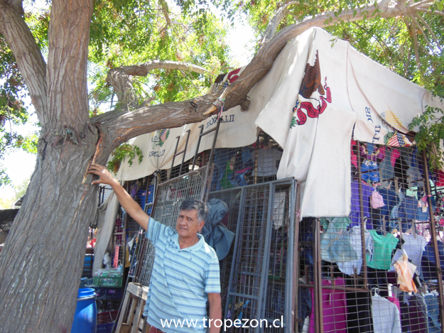 Estructura metálica ayuda a evitar la caída de un árbol sobre los clientes del persa Teniente Cruz, en Pudahuel