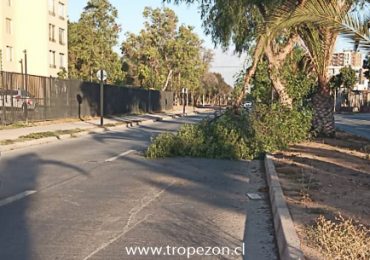 Árbol se desploma y obstaculiza el libre paso de vehículos en calle de Pudahuel