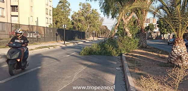Árbol se desploma y obstaculiza el libre paso de vehículos en calle de Pudahuel