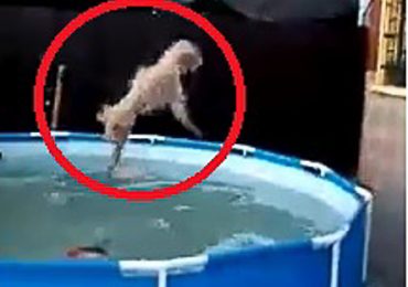 Brutal maltrato animal en Cerro Navia