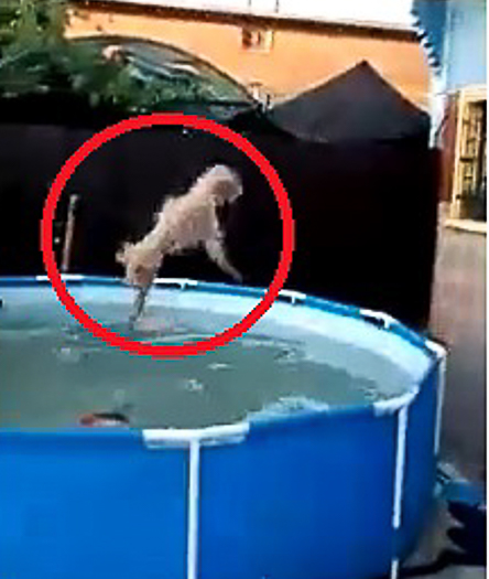 Brutal maltrato animal en Cerro Navia