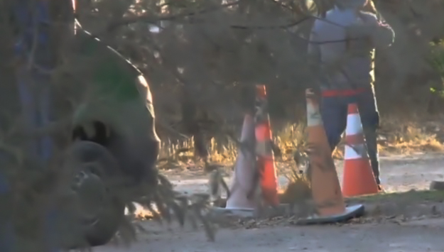 Perros se peleaban un cráneo humano en Pudahuel rural