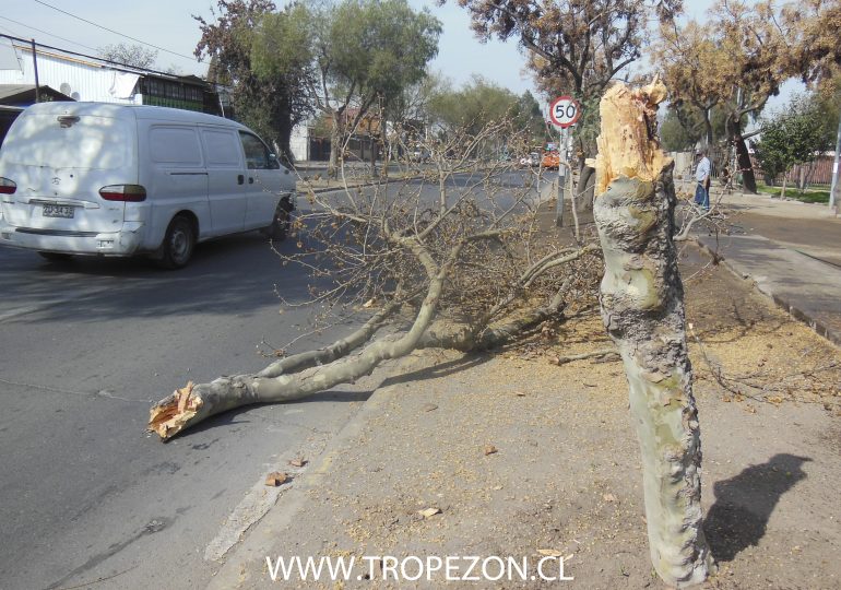 Camión bota árbol frente a plaza pública de Pudahuel
