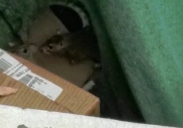 Foco de infección: Vecinos de Pudahuel sur denuncian plaga de ratones en casa abandonada