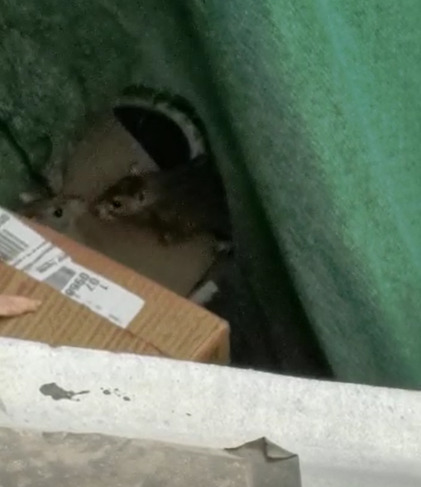 Foco de infección: Vecinos de Pudahuel sur denuncian plaga de ratones en casa abandonada