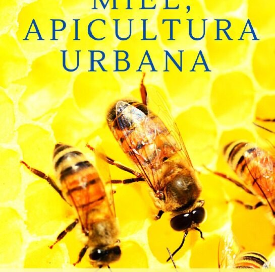 Miel Apicultura Urbana: El nuevo taller gratuito para vecinos y vecinas de Pudahuel