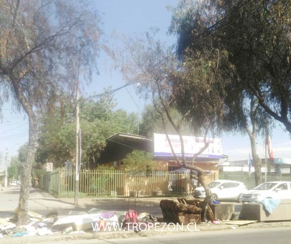 Tres árboles resultaron dañados por quema de desechos en bandejón de Teniente Cruz  al llegar a JJ. Pérez. 