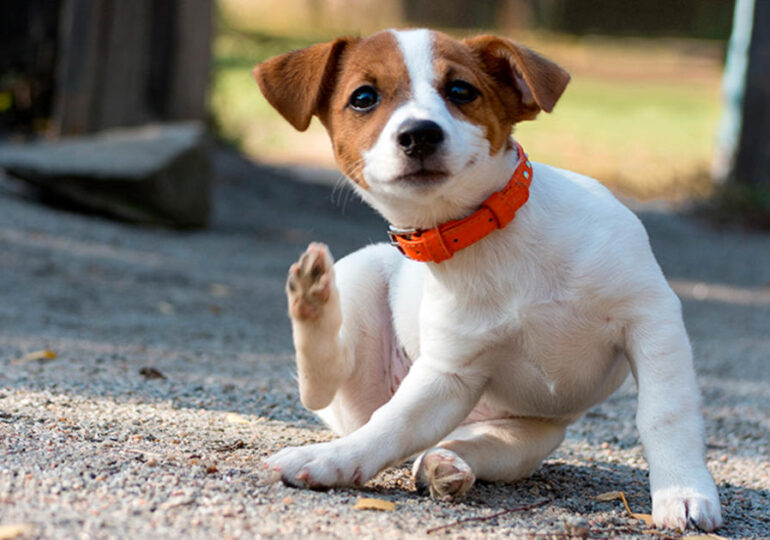 Municipalidad de Cerro Navia realiza operativo veterinario
