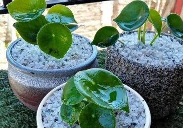 Carolina Benavides y su emprendimiento: “para salir adelante hay que aferrarse a los que uno ama, para mí fueron las plantas”