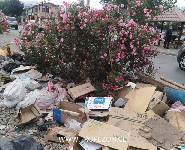 A cuidar la comuna: Arbusto rodeado de basura en un sector con poca área verde en Pudahuel