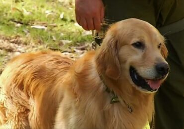 Perros biodetectores de Covid-19 trabajarán en aeropuerto de Pudahuel