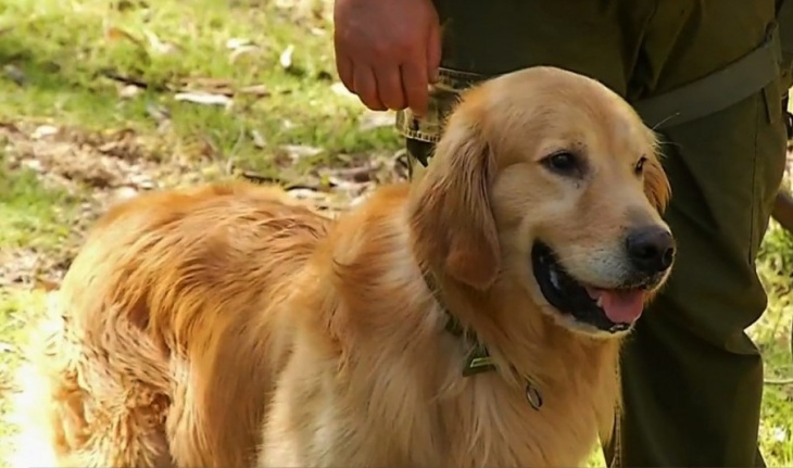 perros bioprotectores