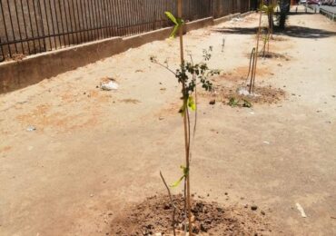 36 de 40 árboles plantados por el Municipio de Cerro Navia fueron quebrados