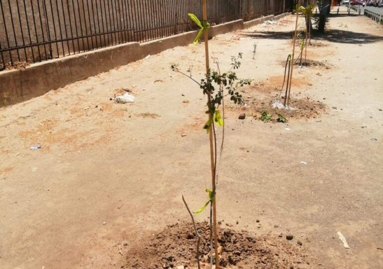 36 de 40 árboles plantados por el Municipio de Cerro Navia fueron quebrados