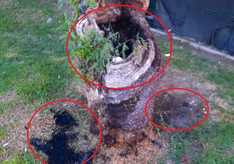 Desconocidos queman tronco de árbol en plaza pública de Pudahuel