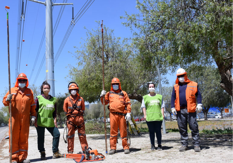 TRANSELEC capacita a sus brigadas acerca de poda urbana