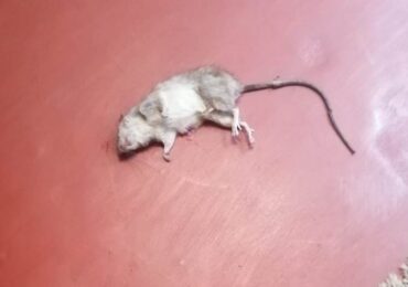 Vecinos de calle Oceanía en Pudahuel Sur denuncian plaga de ratones: “ya nos invadieron”