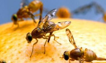 Detener a la mosca de la fruta: La misión del SAG por presencia del insecto en Pudahuel, Cerro Navia y Renca