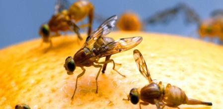 Detener a la mosca de la fruta: La misión del SAG por presencia del insecto en Pudahuel, Cerro Navia y Renca