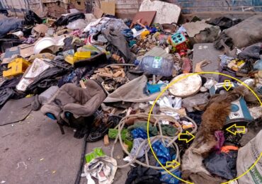 Expectación causa en vecinas cueros de mascotas en basural clandestino en Pudahuel 