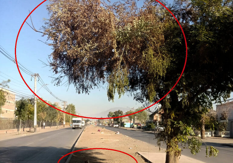 Queman único árbol existente bandejón Central de JJ. Pérez sector Pudahuel