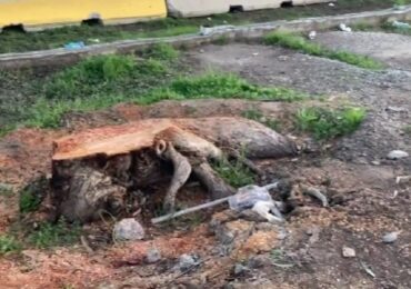 Pudahuel Despierta por tala de árboles en Pudahuel: Cada árbol es importante y hemos perdido cerca de 50"