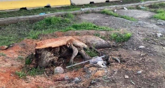 Pudahuel Despierta por tala de árboles en Pudahuel: Cada árbol es importante y hemos perdido cerca de 50"