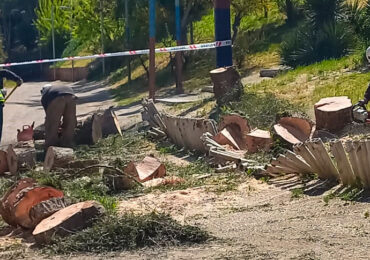 Indignación por tala de árboles históricos en plaza de Pudahuel