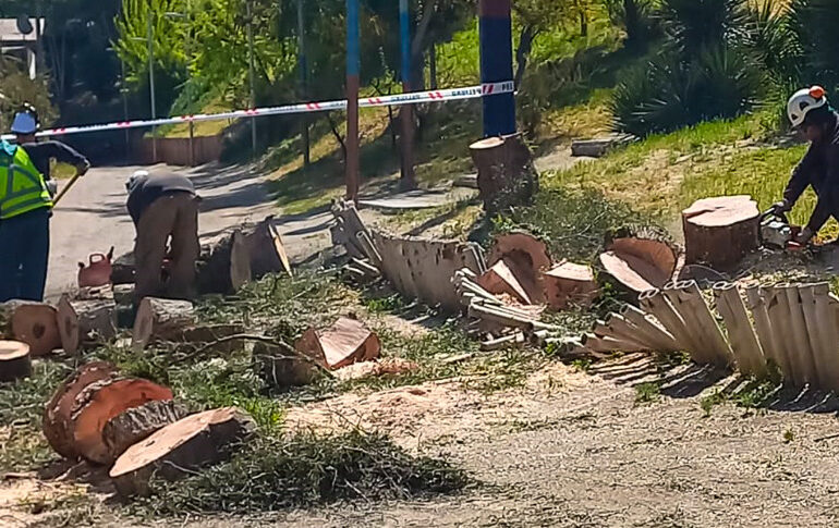 Indignación por tala de árboles históricos en plaza de Pudahuel