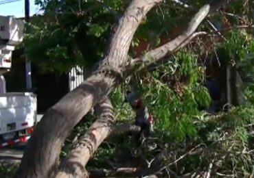 Árbol cae en Avenida los Mares y queda suspendido el transito por varias horas en Pudahuel