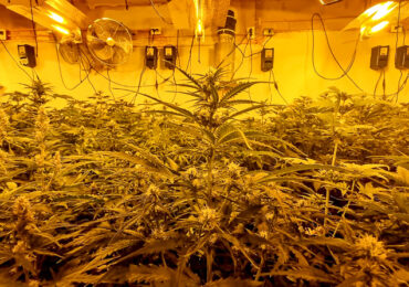 Carabinero concurre por denuncia intrafamiliar y decomisa 400 plantas de marihuana en Pudahuel
