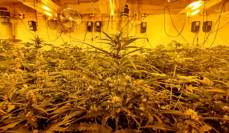 Carabinero concurre por denuncia intrafamiliar y decomisa 400 plantas de marihuana en Pudahuel