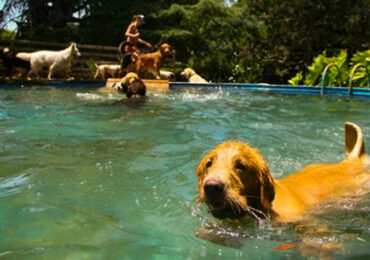 Altas temperaturas: Consejos para proteger a tus mascotas del calor