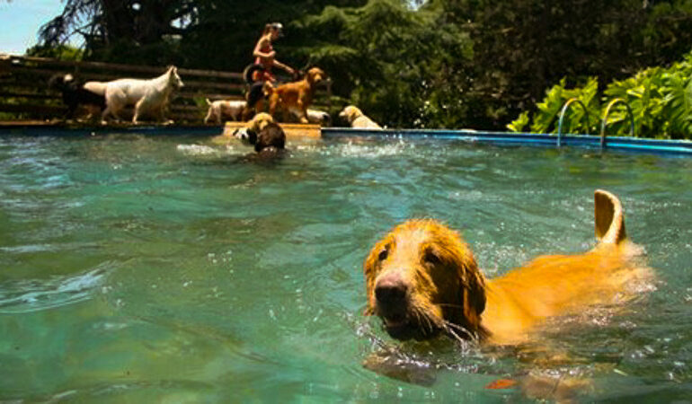 Altas temperaturas: Consejos para proteger a tus mascotas del calor