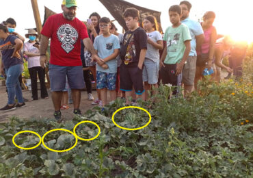 Huerto comunitario cosecha sandías y melones en Pudahuel