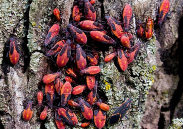 ¿Qué es el chinche del arce?: Nueva plaga de insecto genera problemas en Pudahuel y Cerro Navia