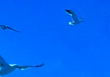 Aeropuerto Pudahuel obliga a suspender aterrizajes de aeronaves por presencia de aves migratorias