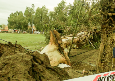 Árbol de gran tamaño cae por la intensidad del viento en Cerro Navia