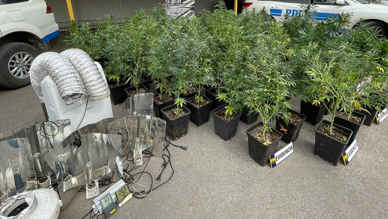 Incautan más de 130 plantas de marihuana próximas a ser cosechadas en Pudahuel