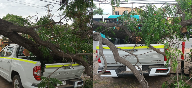 Rescate Ciudadano: Árbol Cae sobre Vehículo en Pudahuel sin lesionados